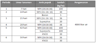 Panduan teknikal penanaman melon