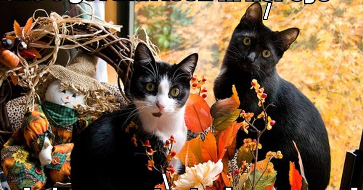 Cute and Funny Pictures and more: Fall or Thanksgiving Cat Picture