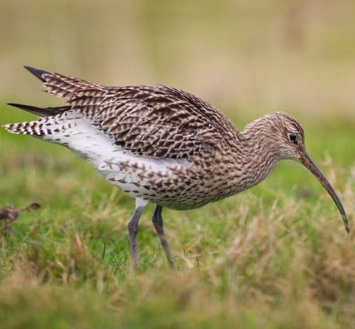 Eurasian curlew images | Birds of India | Bird World