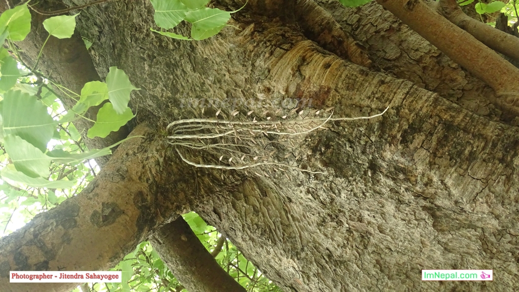 Images of Amazing Flowers in Ficus Religiosa Tree Bloomed Like Garland in Siraha, Nepal Images of Amazing Flowers in Ficus Religiosa Tree Bloomed Like Garland in Siraha, Nepal