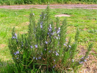 Cara Menanam Rosemary Dengan Betul Pakar Budidaya