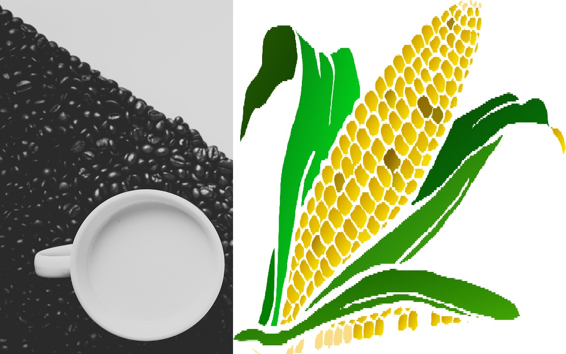 Cara Membedakan Kopi Campur Jagung Kopi Indonesia