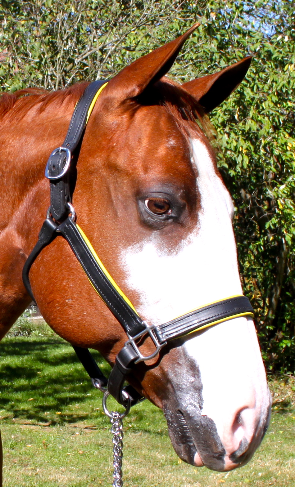 La Vie Equestrienne & Worldly Dog 2011 Leather Horse Halters and Leads