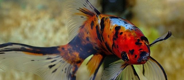 Ikan Mas Koki Shubunkin Ciri-Ciri dan Klasifikasinya