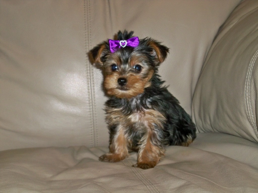 Ivy Bluff Kennel 6157655403 YORKIES CKC