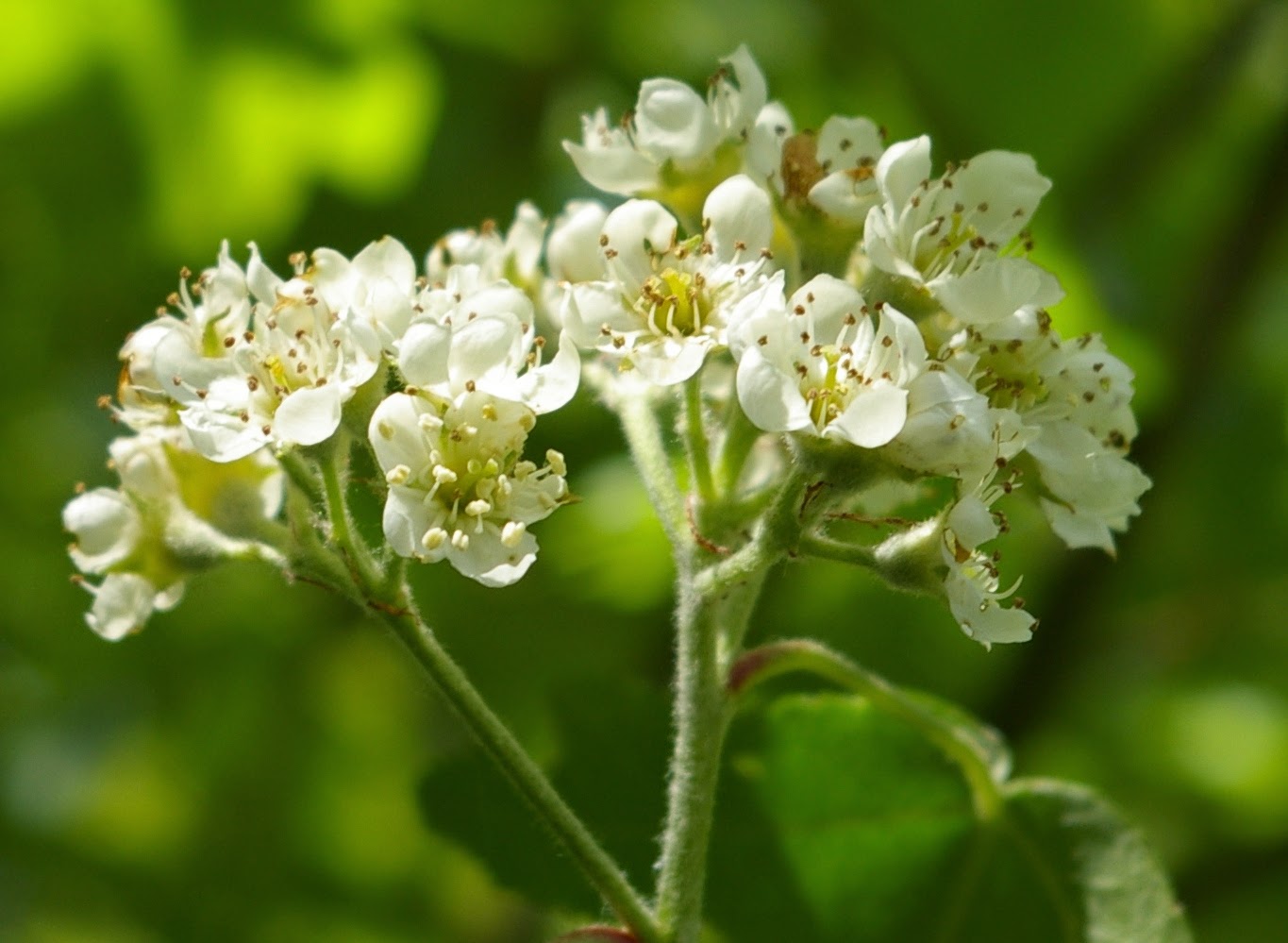 Trees Sorbus Torminalis Wild Service Tree