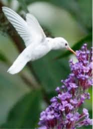 Burung Burung Albino Indah