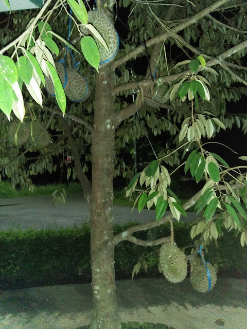 87 Gambar Pohon Durian Unggul 87 Gambar Pohon Durian Unggul