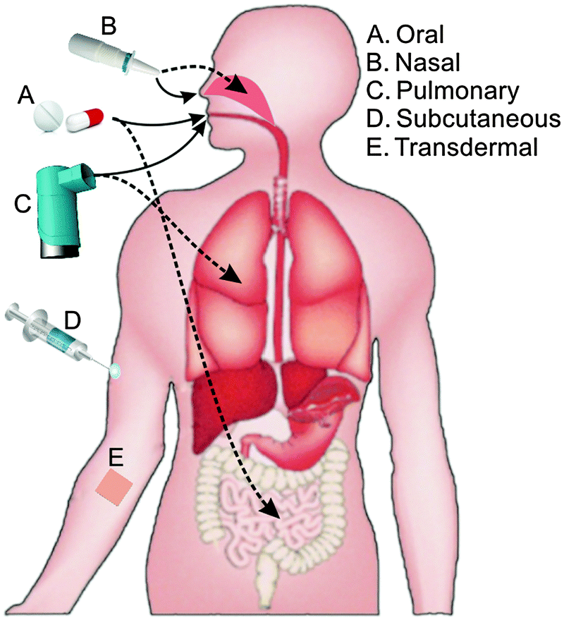 Route of Administration Abbreviations PTCB Study Guide