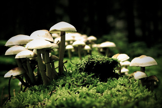 'Magic mushroom' - psilocybin svampe