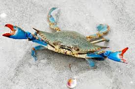 5 Best Types of Crabs for Entertaining / Eating