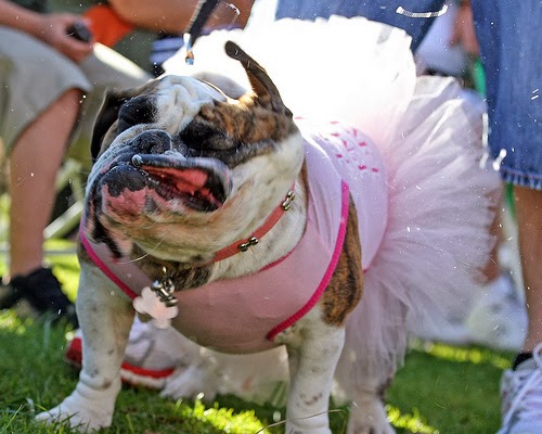 funny bulldog facts latest pictures funny and cute christmas cat clothes