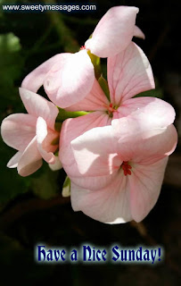 have a nice sunday images happy sunday images