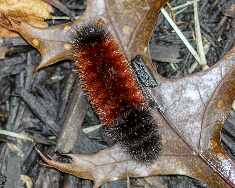 My Backyard Birds Woolly Bear Caterpillar Winter Forecast
