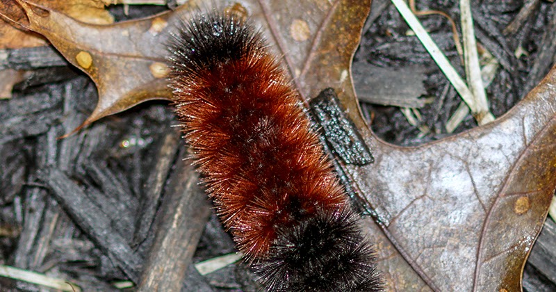 download wooly caterpillar winter download wooly caterpillar winter