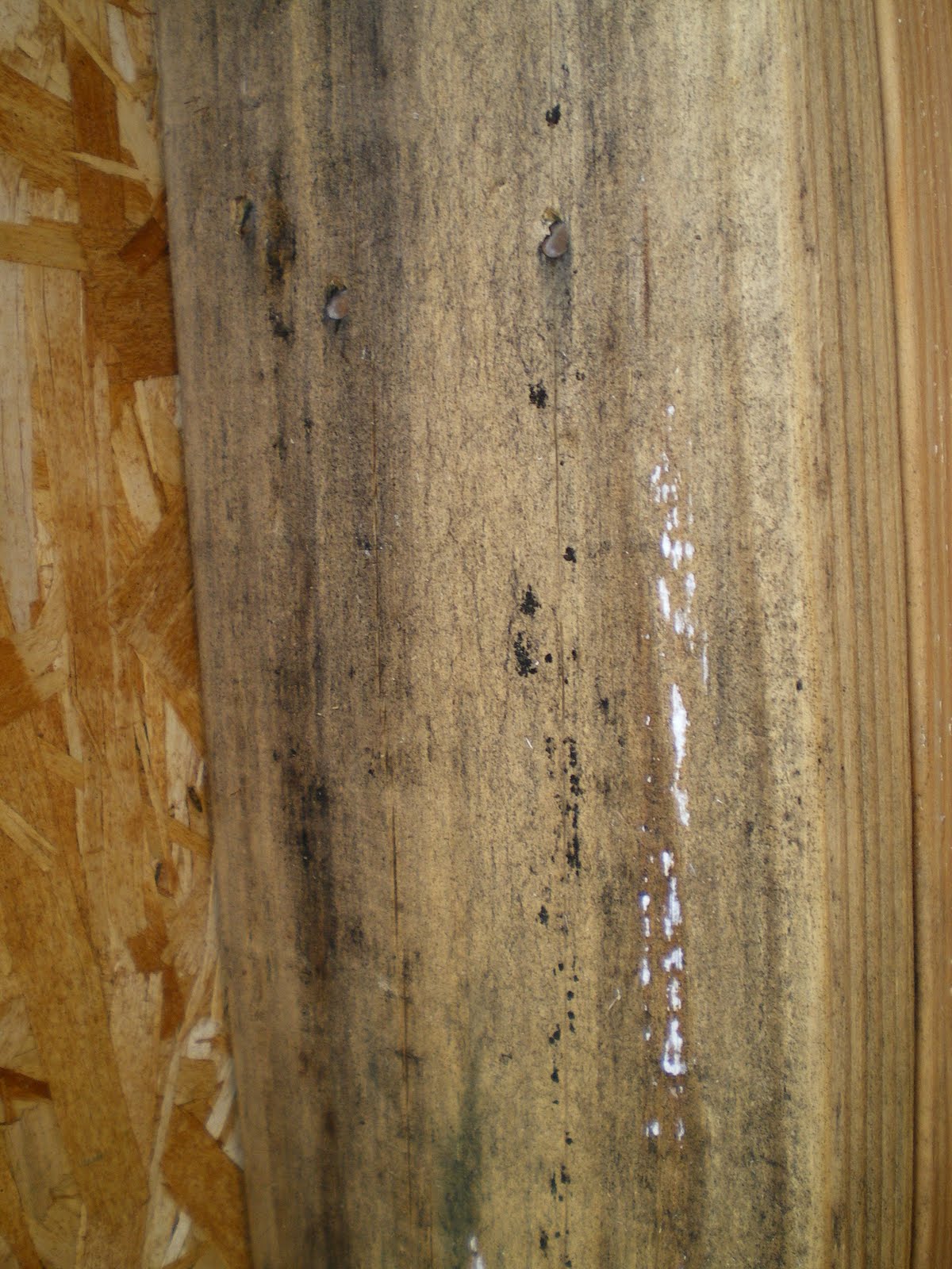 Local Fruit Lumber Mold