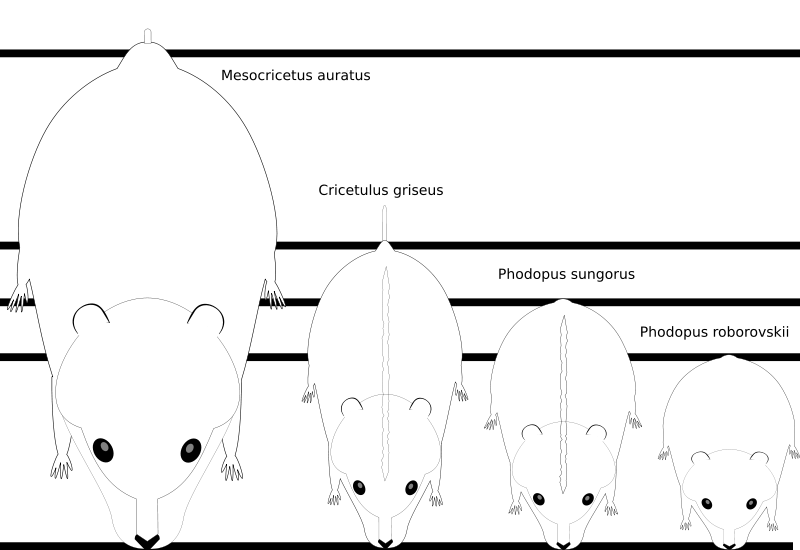 Hamstercitos 3 La Anatomía del Hamster