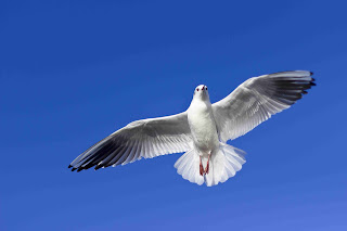 Essay on If I had Wings In Hindi