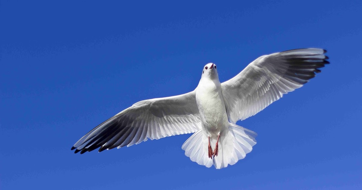 Birds wings essay picture