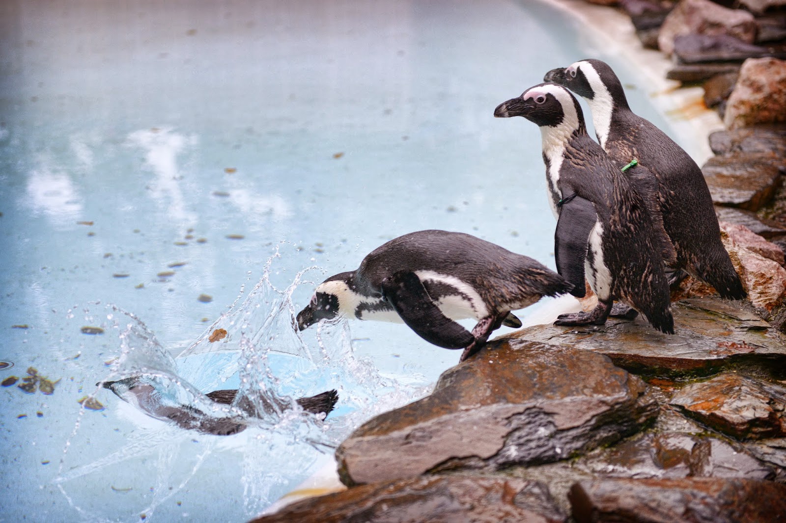 Paradise Zoo News How much does it cost to run a zoo?