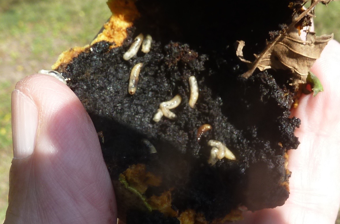 Springfield Plateau Life in a Walnut Husk