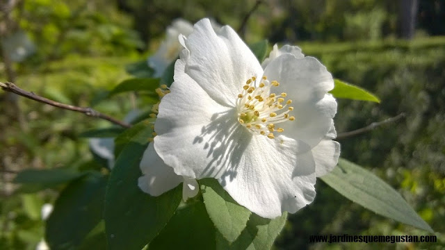 planta, rosal de flor blanca