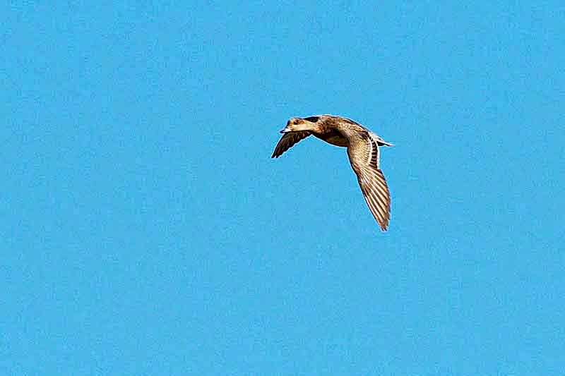 duck in flight, Anas clypeata