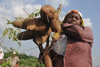 Woman carrying cassava, Yangambi, Democratic Republic of Congo.