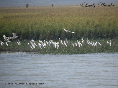 Bubulcus ibis