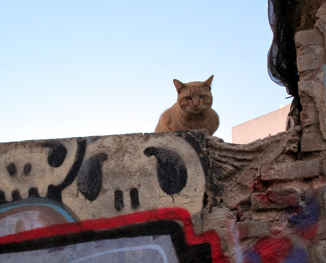 Animales urbanos: gatos, diciembre 2013 - Paseos Fotográficos Valencia