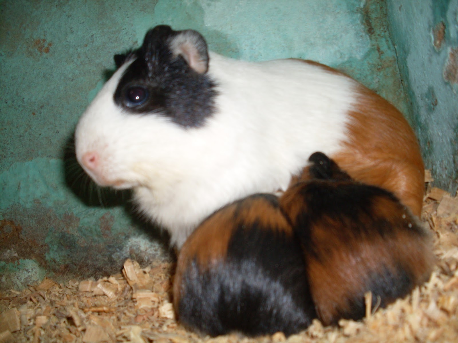 O incrível porquinho da índia Cuidados com o PorquinhodaÍndia