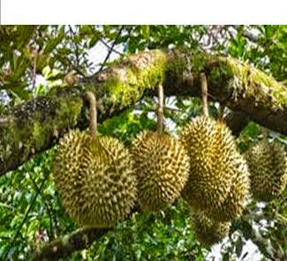 DURIAN