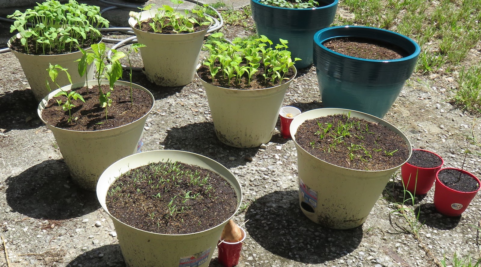 Restart of the Container Garden