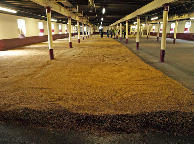 germinating barley on the malting floor at the Balvenie Distillery