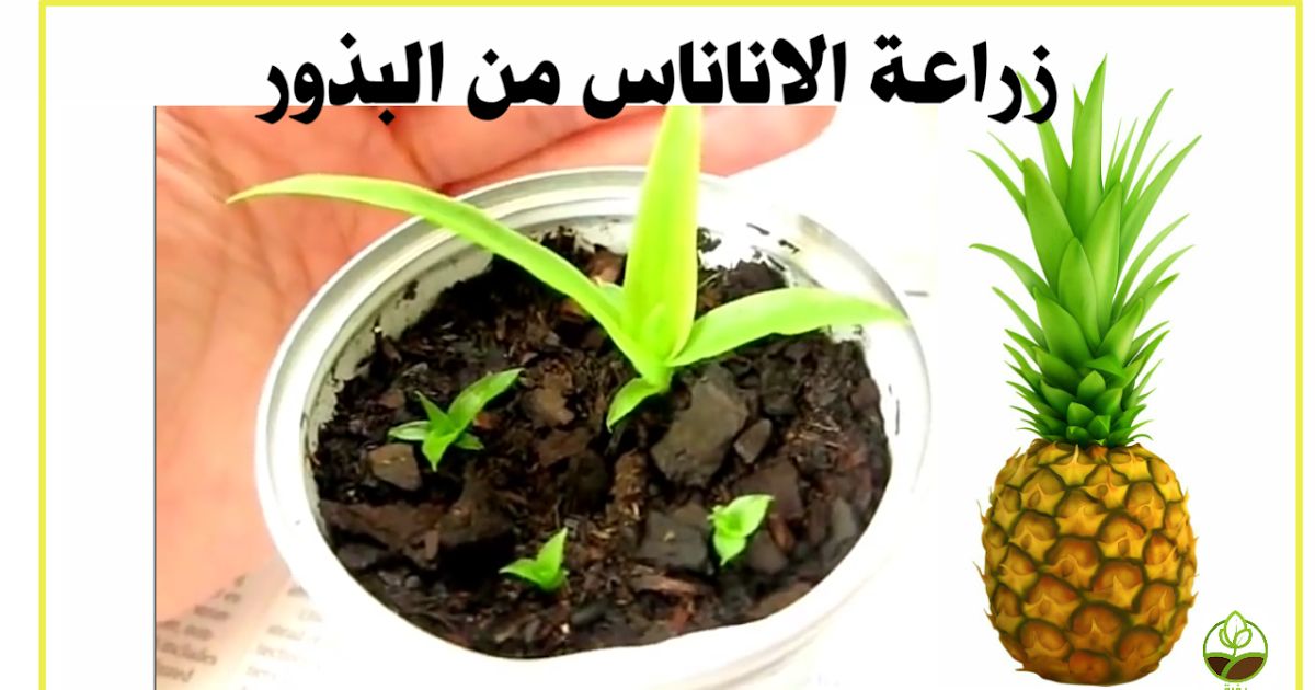 زراعة الاناناس بالبذور