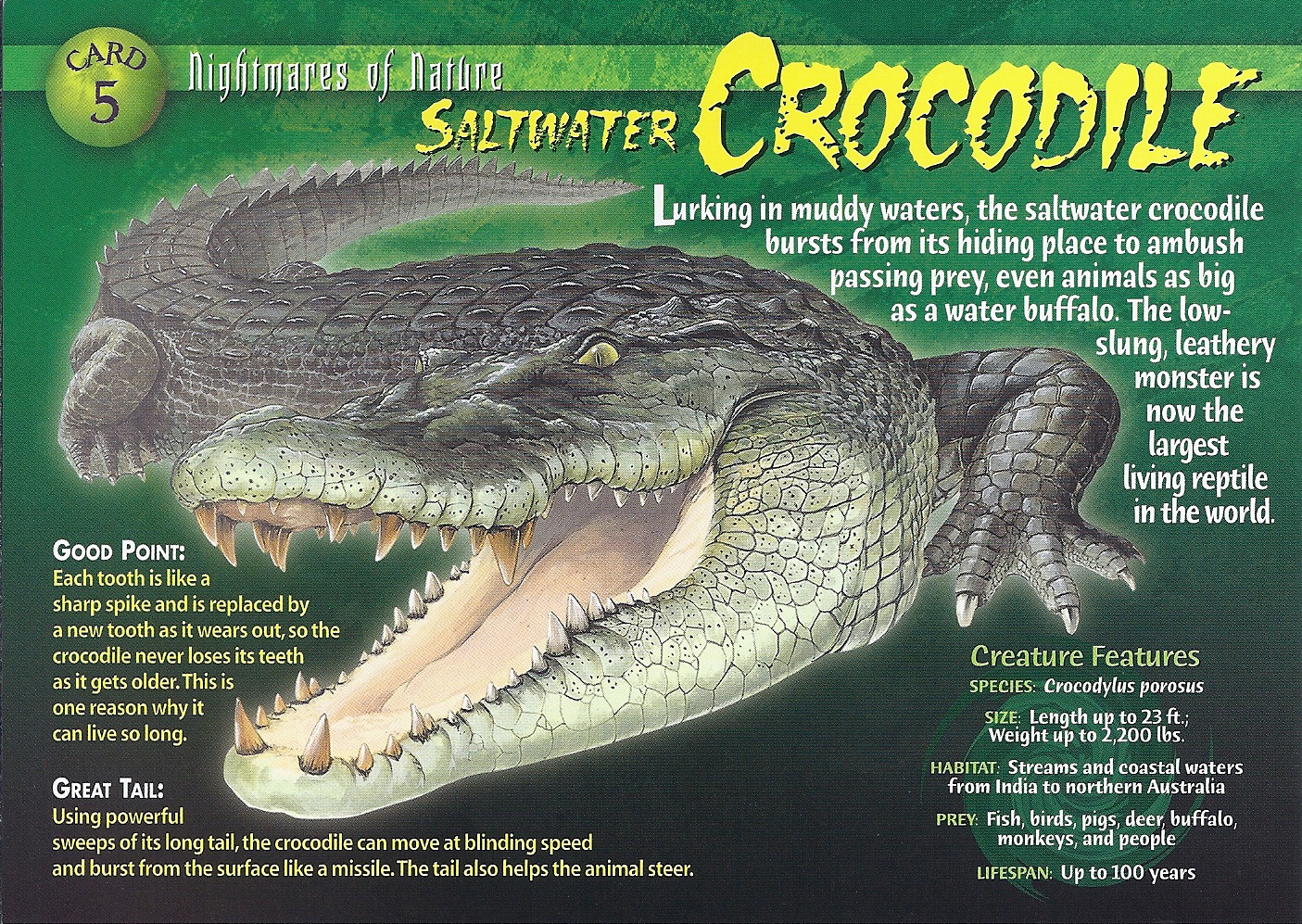 Dinosaur Ridge - The skin color of #crocodiles & alligators is determined  by the water they swim in. Algae makes them greener, tannic acid from  nearby trees makes them darker. Crocodile hides
