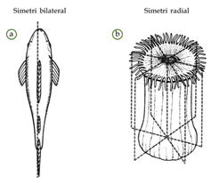 INVERTEBRATA - Biologi Buanget