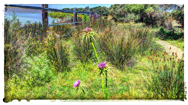 Naturaleza. La Dehesa de Abajo, Doñana