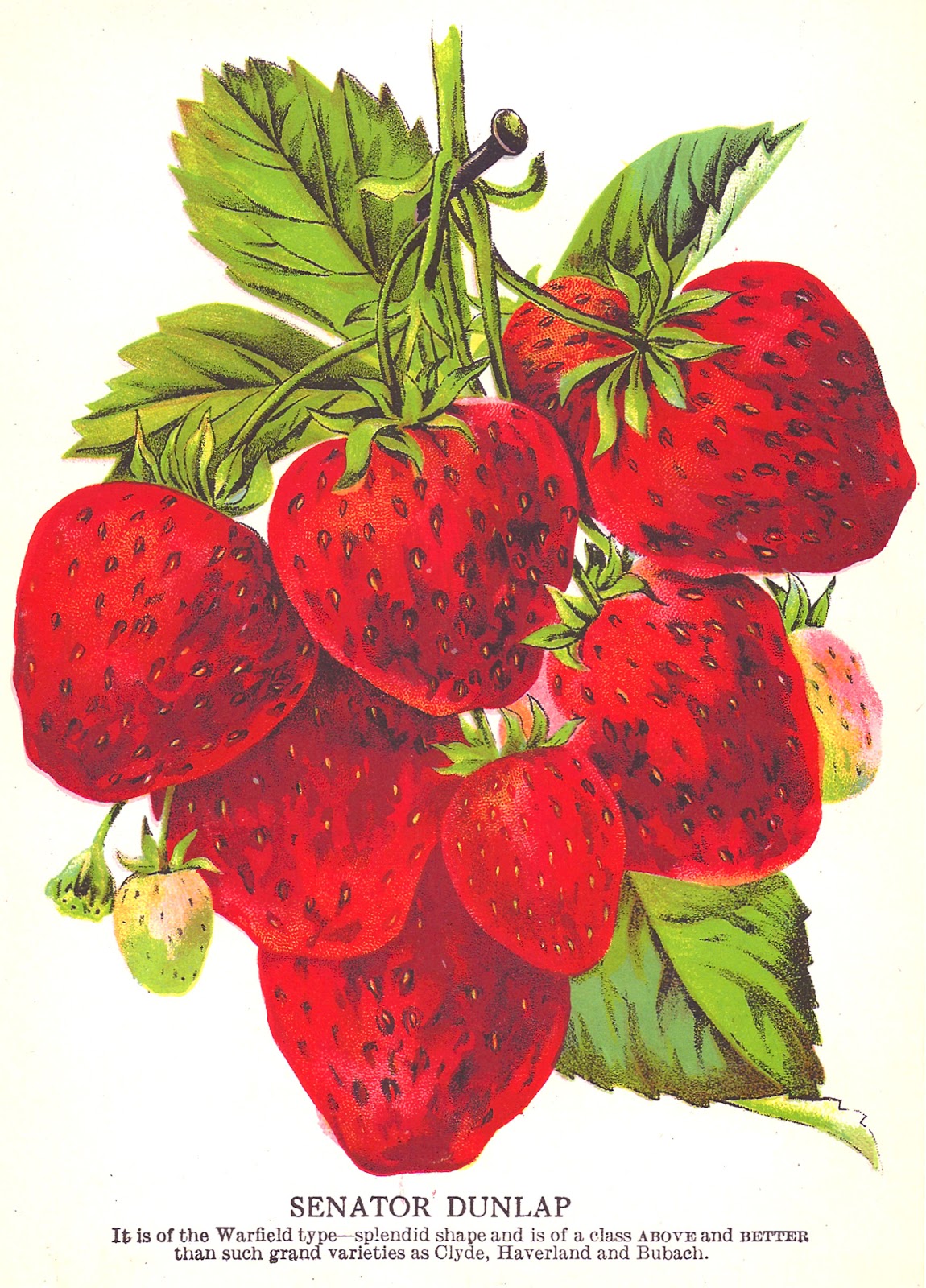vintage strawberry clipart - photo #1