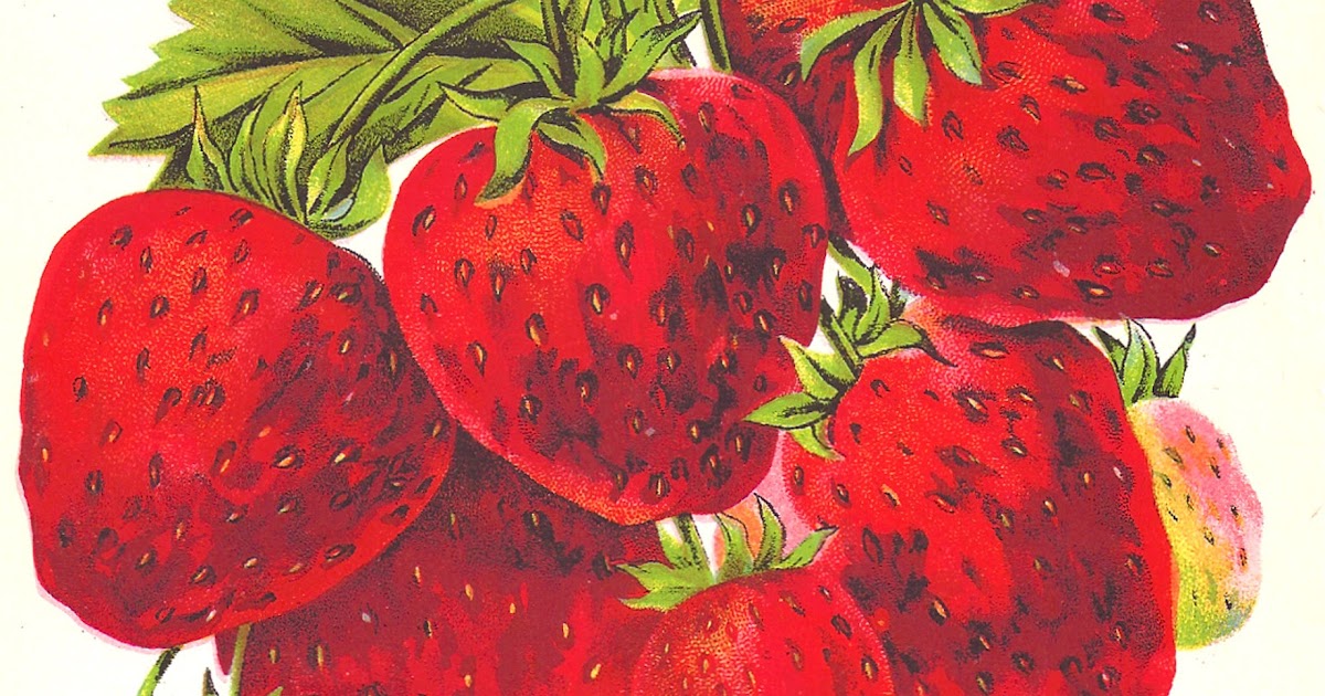 vintage strawberry clipart - photo #20