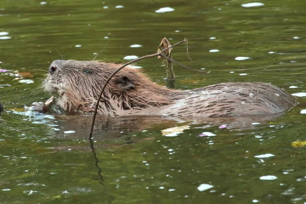 Devon Wildlife Trust. Beavers do dam good work cleaning water, research reveals. Photo copyright Michael Symes Devon Wildlife Trust (All rights reserved)