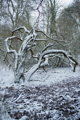 snow path woods