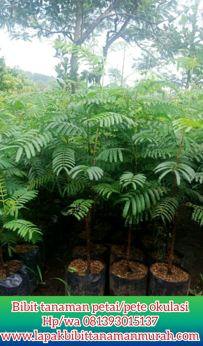 Jual Bibit Buah Petai Pete Murah Dan Berkualitas Super