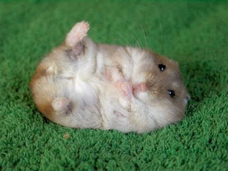 Fluffy hamsters+(8) Fluffy Hamsters