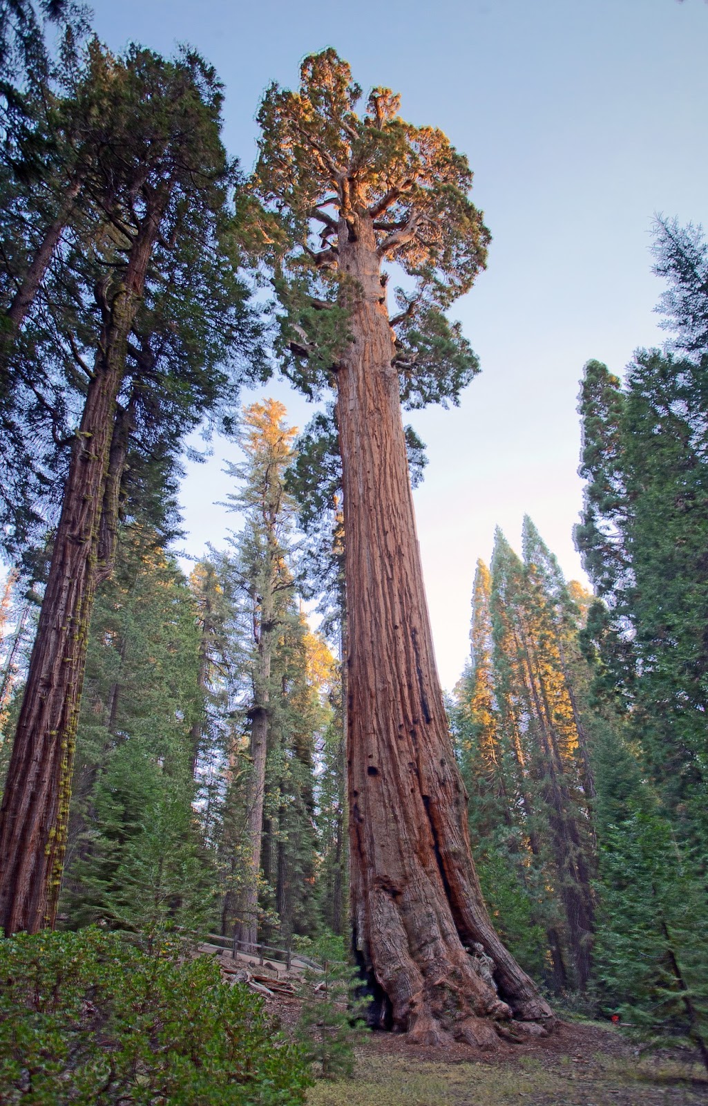 美洲红杉和国王峡谷国家公园 sequoia national park 攻略 - 聊美国
