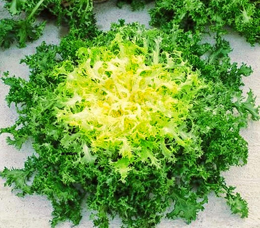 gogreendiscovery LETTUCE seeds for sale