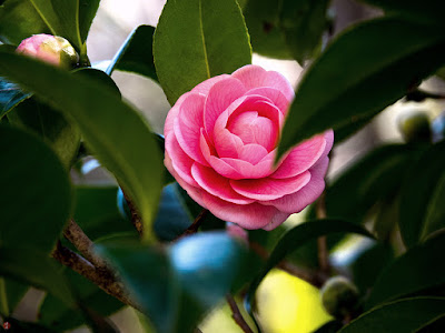 Tsubaki (Camellia japonica) flower: Kaizo-ji