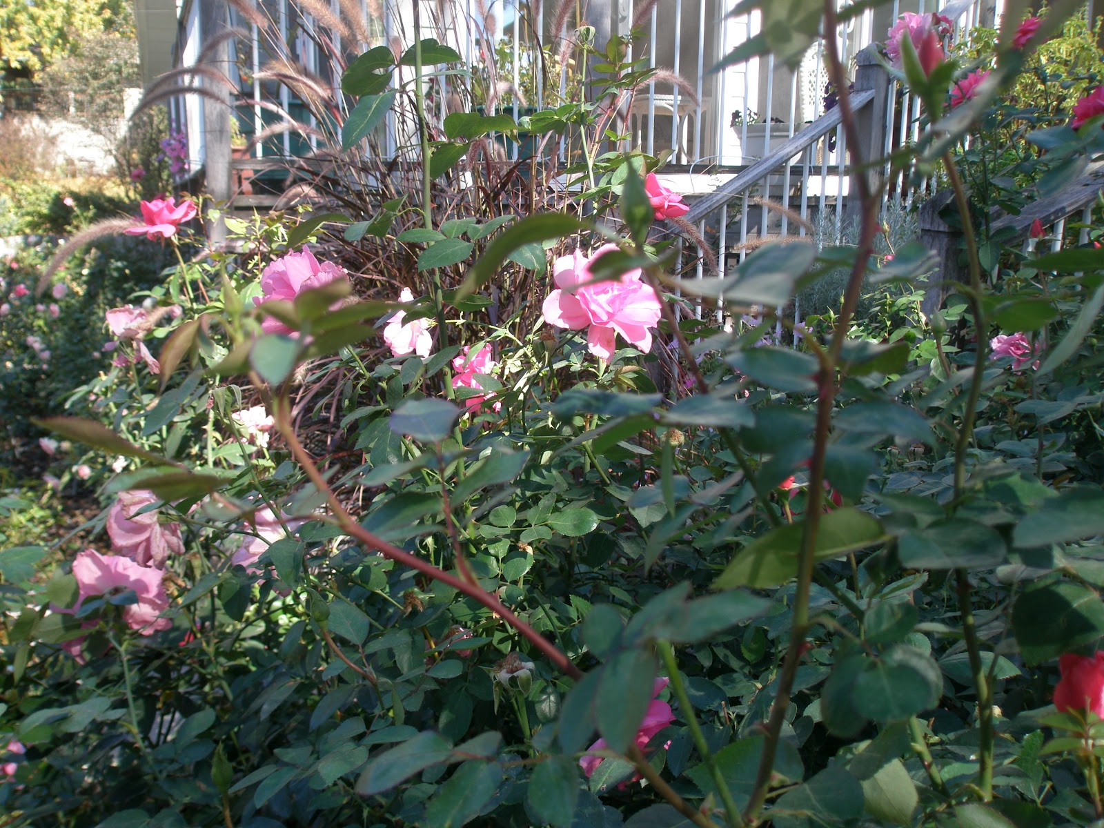 The Minnesota Rose Gardener Followup on Potassium Feast and Air Layering