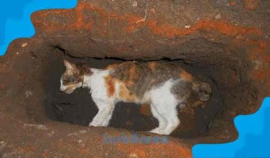 Arti Mimpi Melihat Kucing Mati Menurut Primbon Jawa