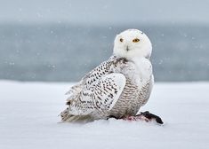 owl images